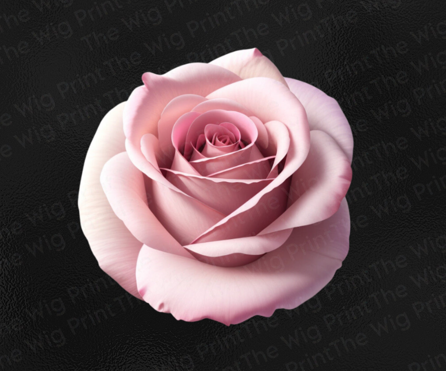 Pink Rose Clip Art | Ai Generated | PNG | 9 pieces | Transparent Background | Design Elements